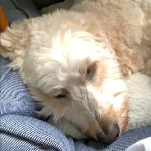 Meet your Posher, Anna